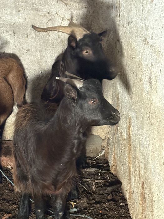 Cabra mae e filha
