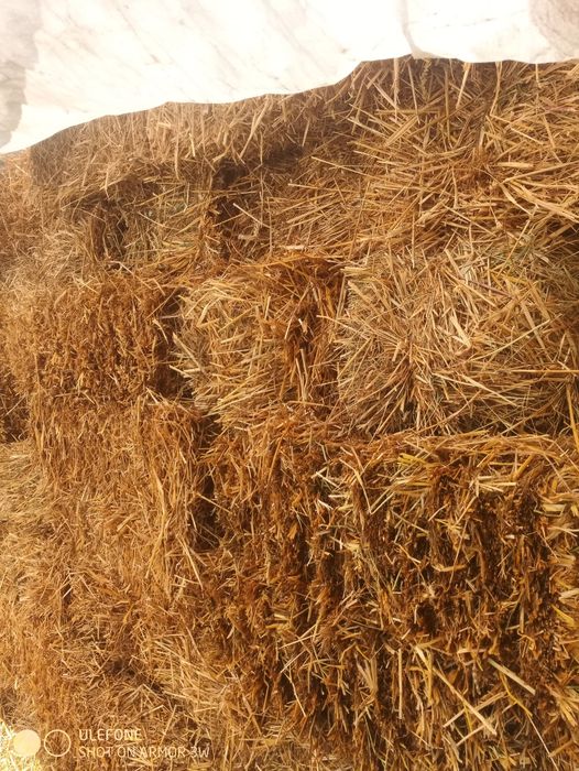 Продам солому пшеничну тюки