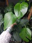 Monstera deliciosa variegata