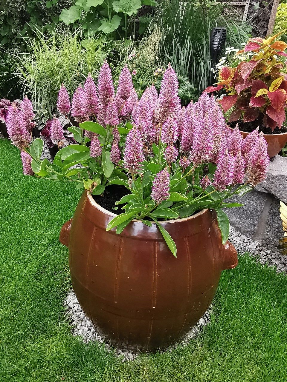 Ptilotus - Różowy ogonek królika 30 nasion