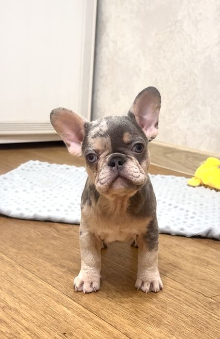 Надзвичайні, ексклюзивні цуценята в люблячу родину!