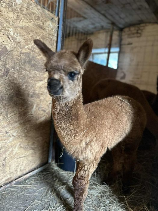 Alpaki Samice I Samczyk