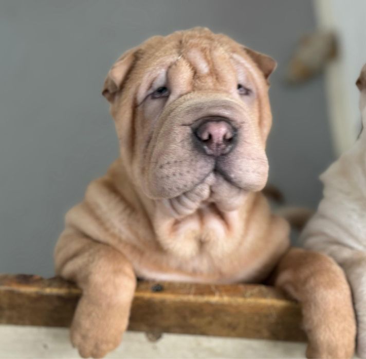 Shar Pei cachorro macho