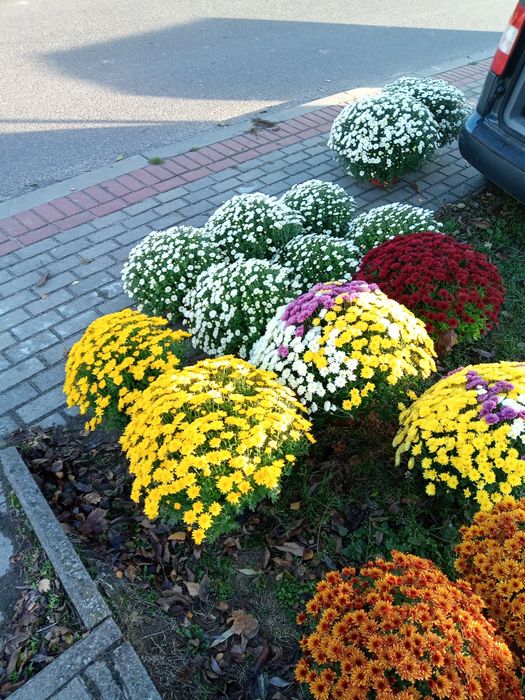 Chryzantemy drobnokwiatowe