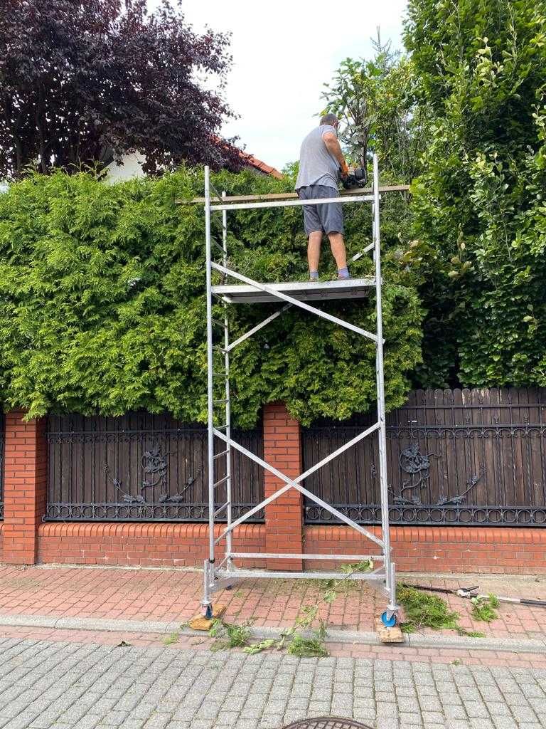 Przycinanie tui, żywopłotów, nasadzanie tui, wywóz masy zielonej