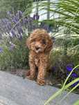 Pudel Toy **sunia**