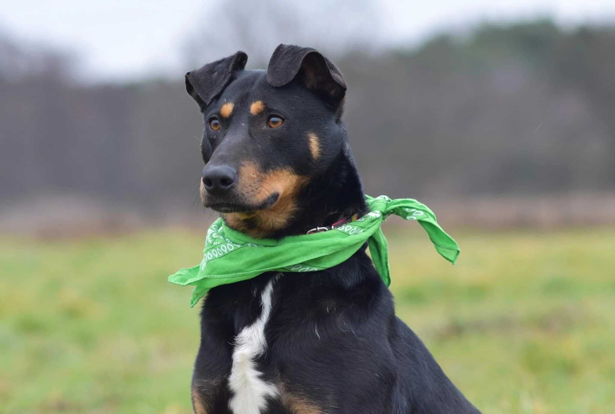 Iwo do pilnej adopcji!
