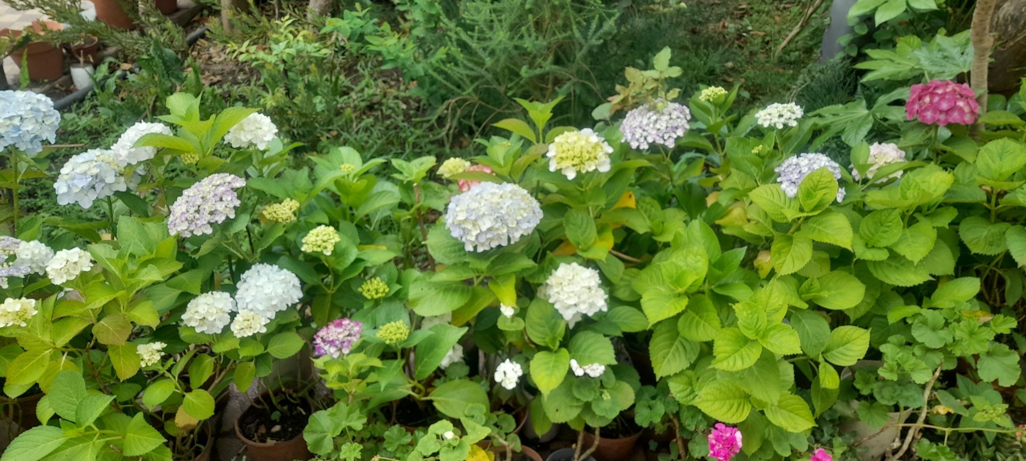 Vasos de Granjas/Hortensias