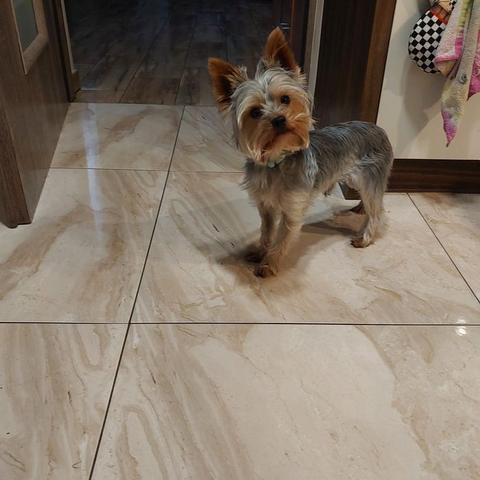 York Terrier- miniaturowy.