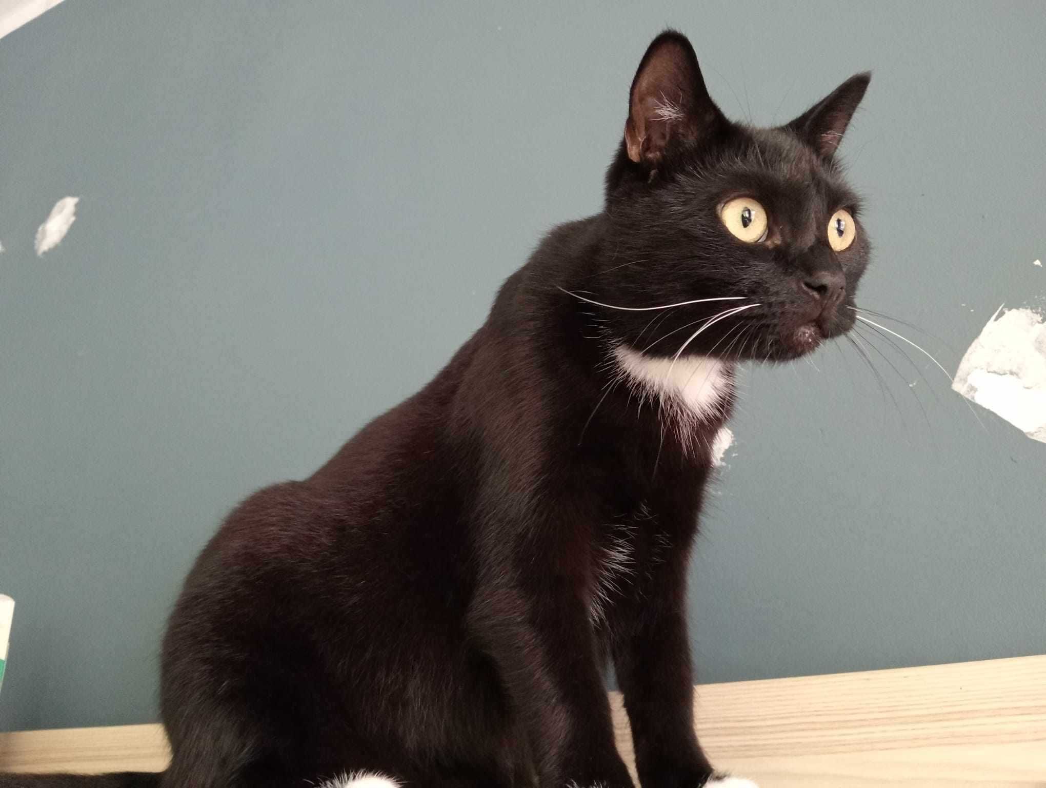 Bonifacy do adopcji