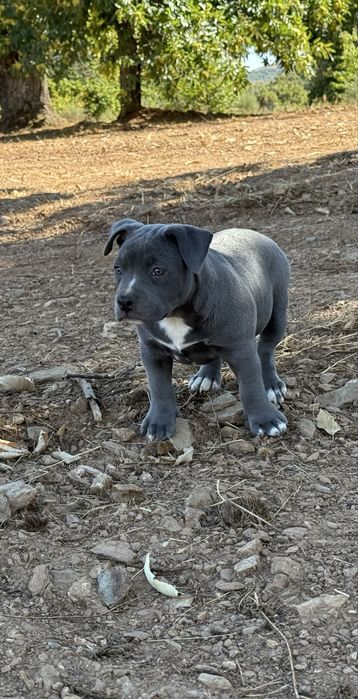 American bully pocket