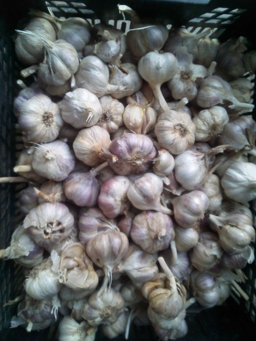 Czosnek Harnaś 3 kg