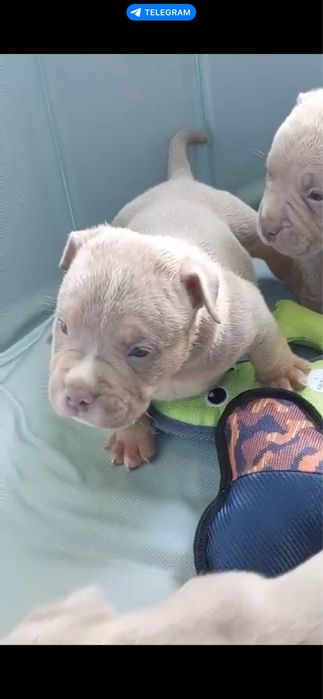 Американський Буллі