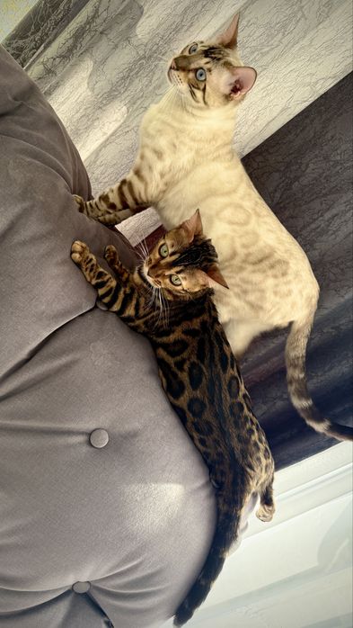 Вязка бенгальского кота