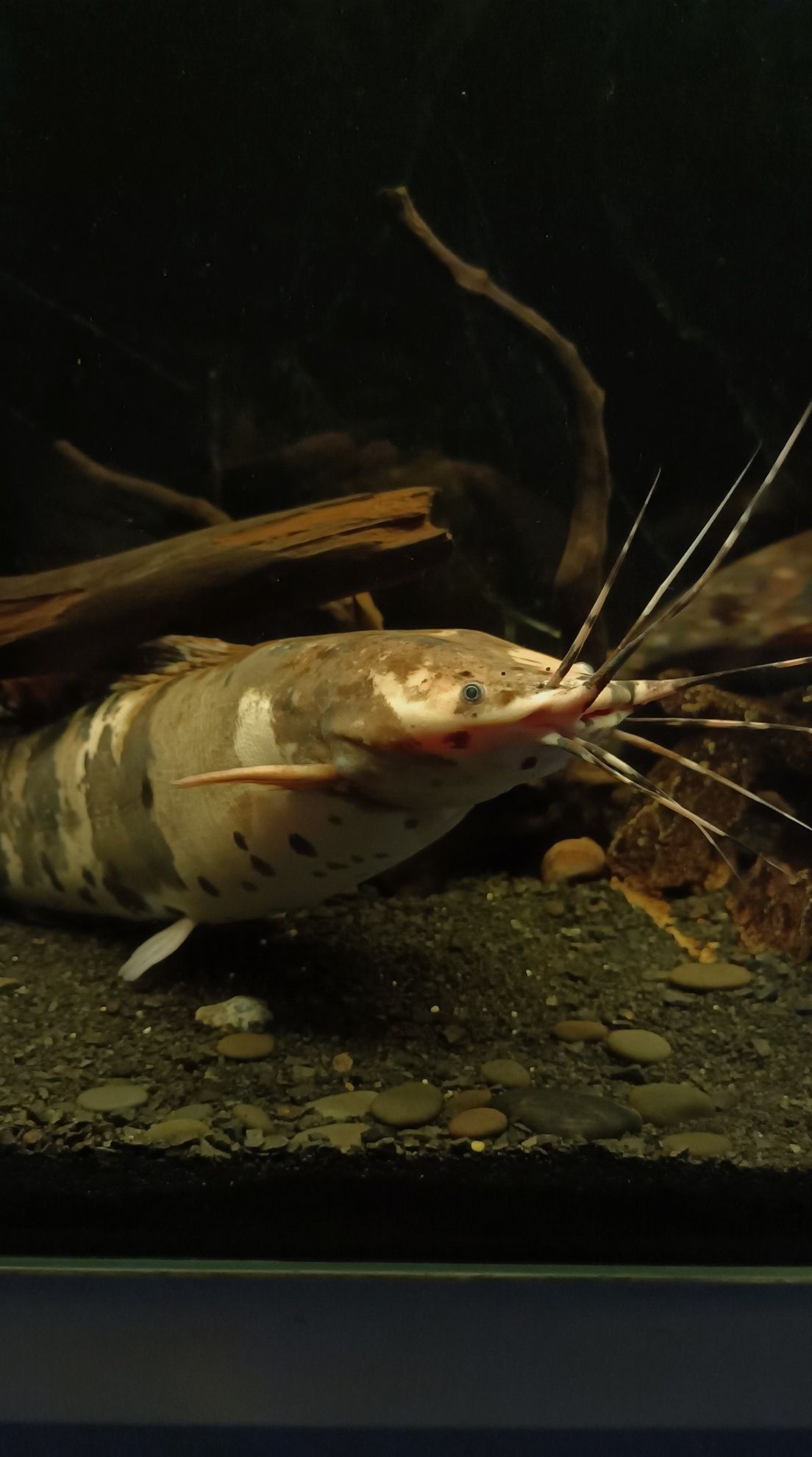 Sum clarias batrachus (długowąs żabi) oraz trzcinnik