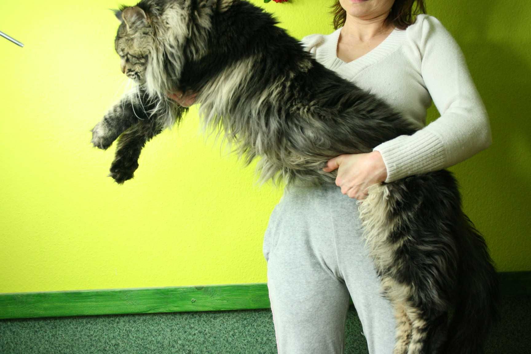 Koty dla tych dla których wielkość ma znaczenie :)