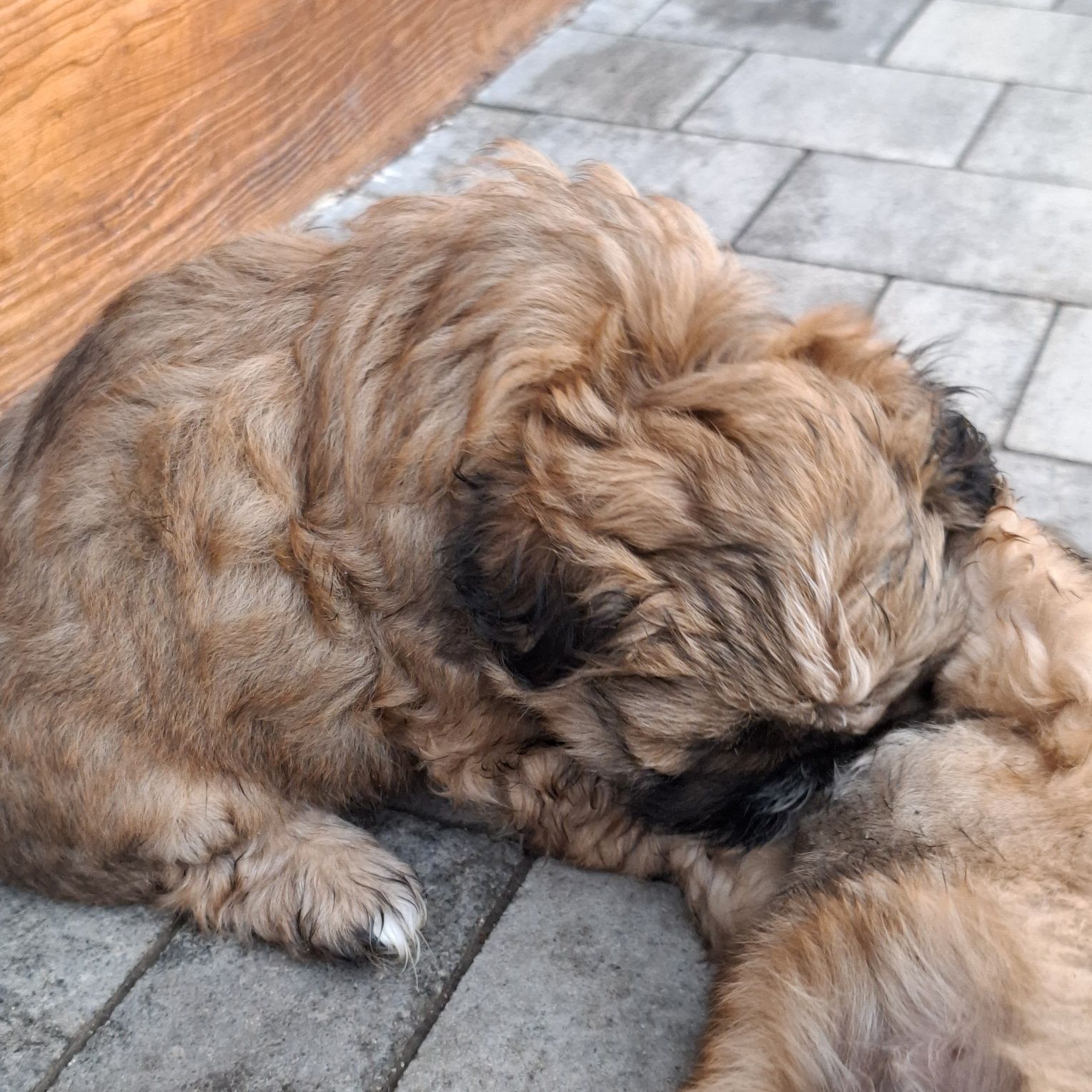 SHIZ TZU brazowa suczka shih tzu
