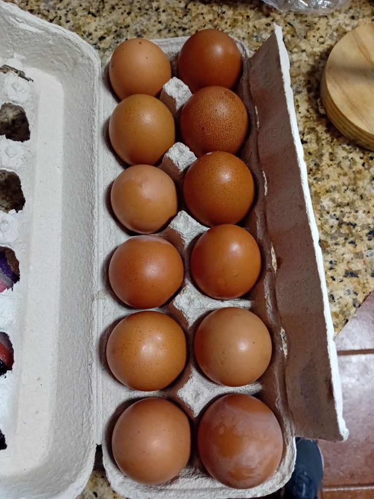 Ovos de galinha caseiros