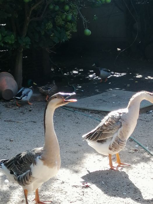 Gansos da Guiné (casal)