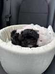 Shihpoo teacup maltipoo najmniejszy w Polsce