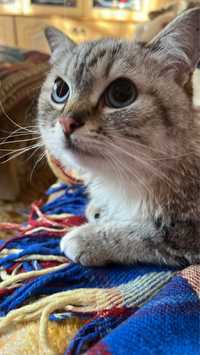 Кошка британская, голубые глаза