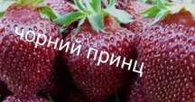 Саджанці полуниця чорний принц