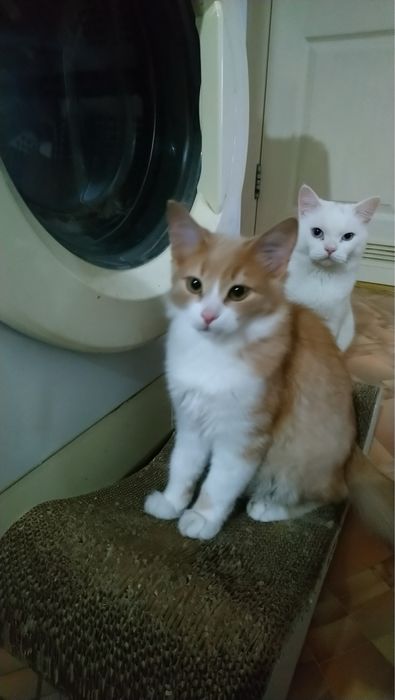 котенок рыжий очень милый и ласковый