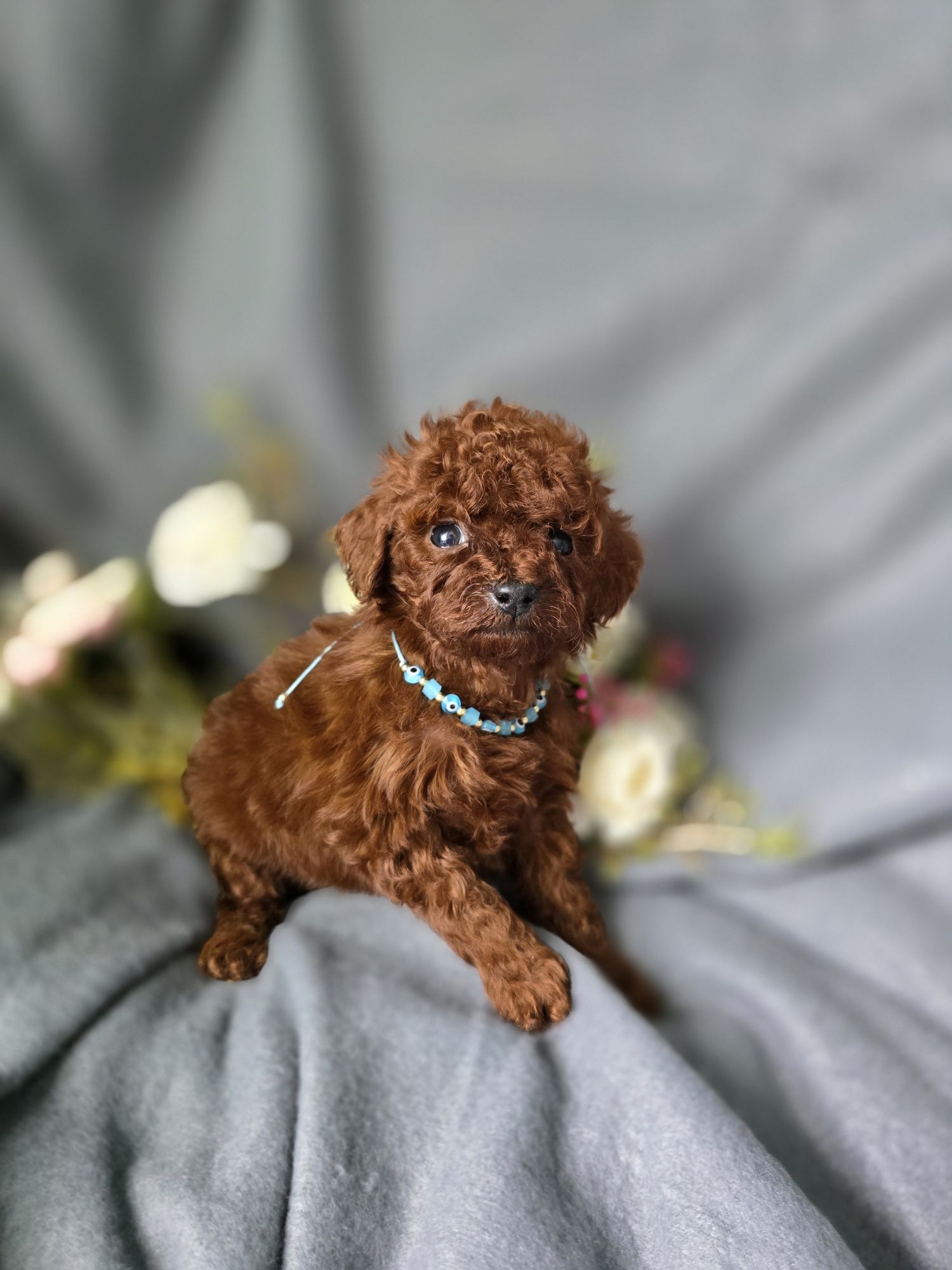 Pudel miniaturowy red brown