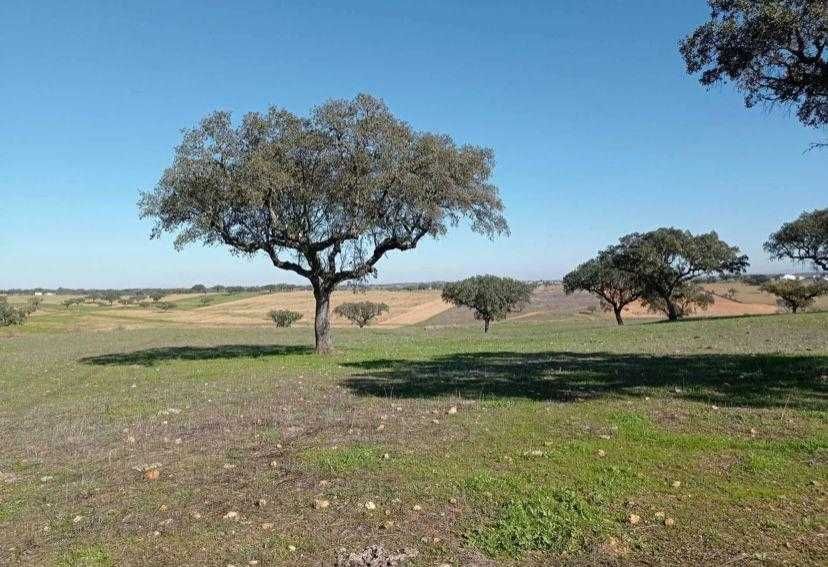 Herdade no Alentejo