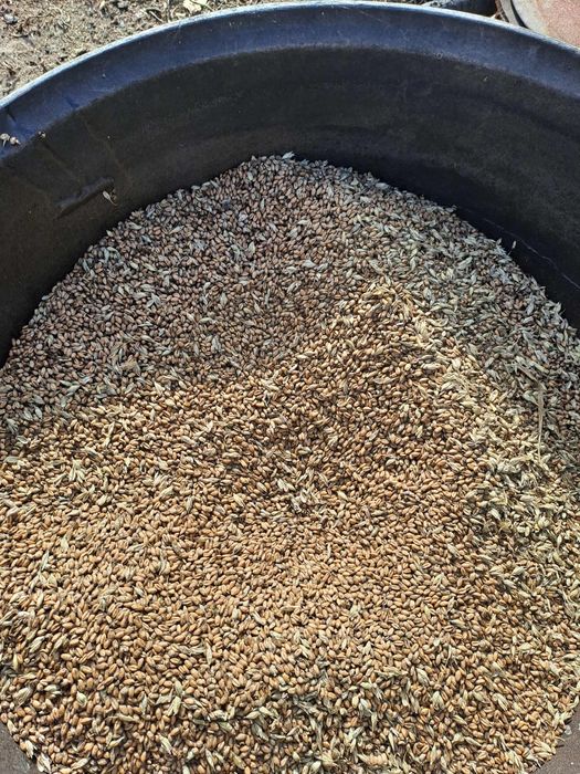 Продамо пшеницю!!!