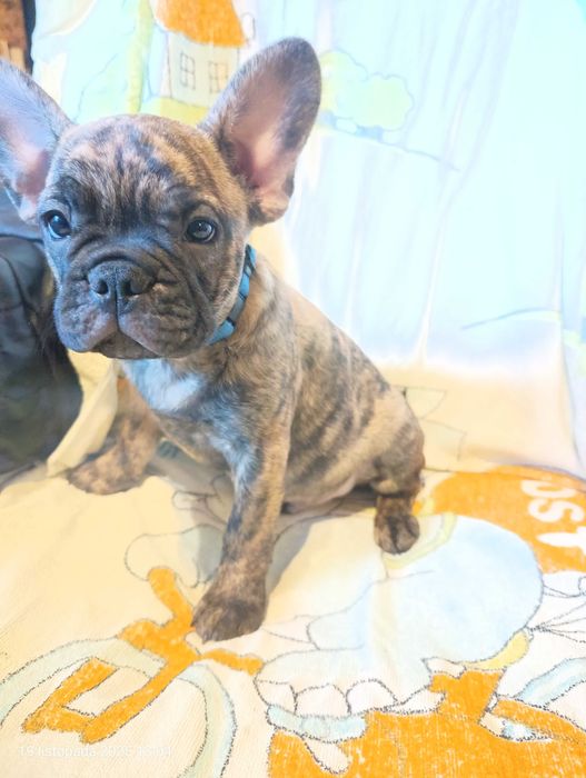 Buldog francuski, Piesek, Gotowy do odbioru, OMAR