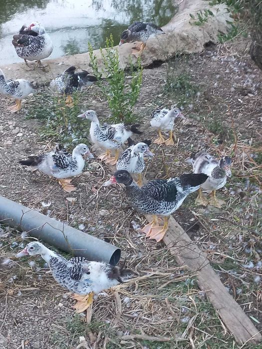 Patos Mudos Criados No Campo, 2 meses
