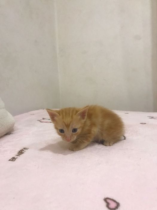 Bombom - gatinho bebe para adoção responsável