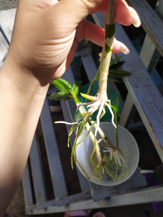 Дендробіум Ода Бері дітки