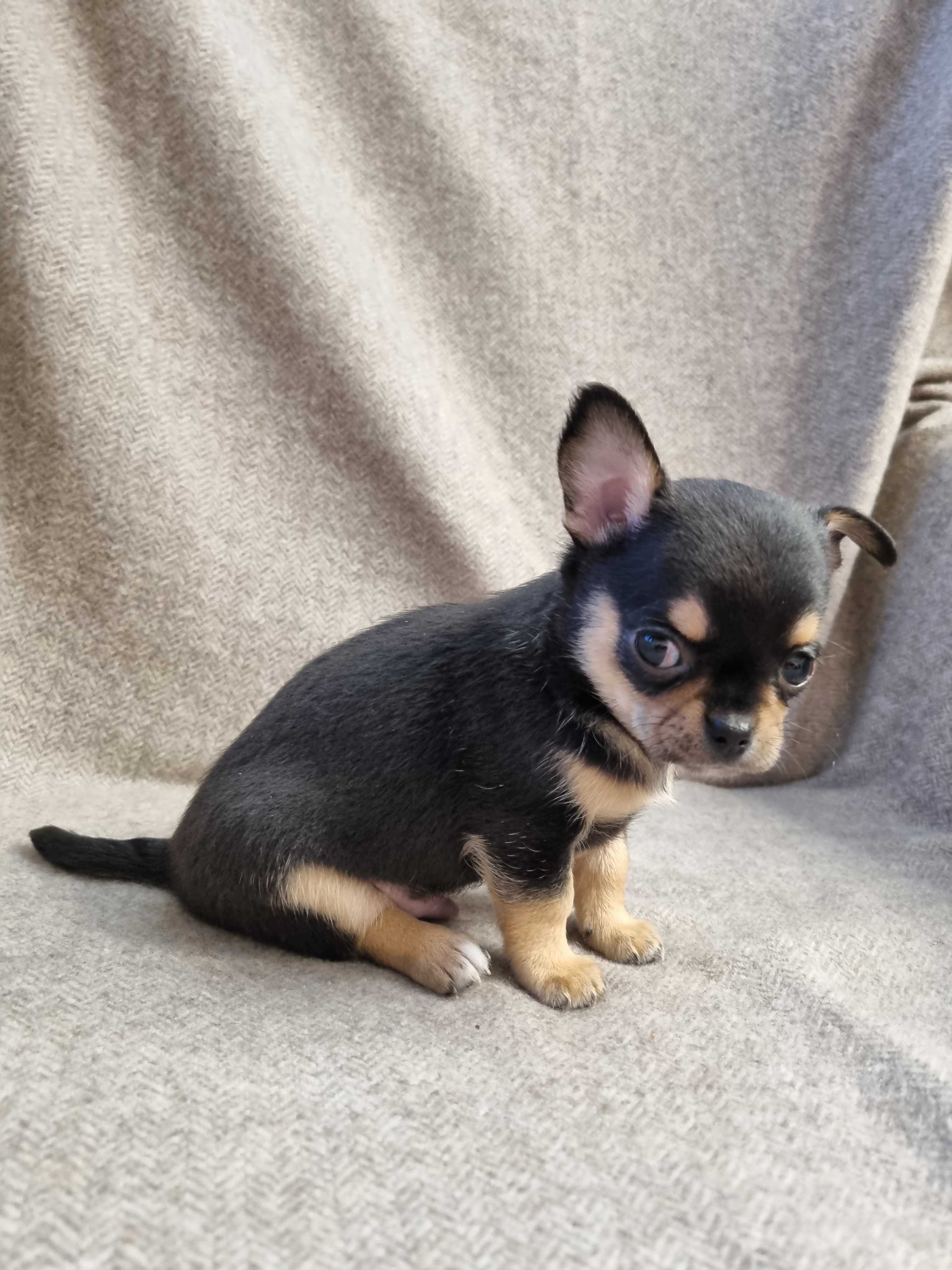 Cudny Piesek Chihuahua PRAWEM HODOWLANYM