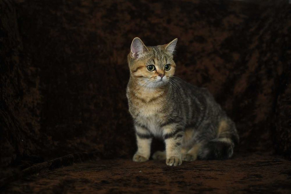 kot brytyjski-  kotka WCF