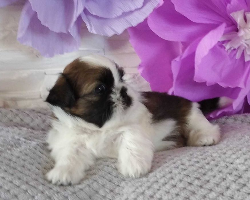 Shih Tzu Lambo pies piękny kolor rodowód