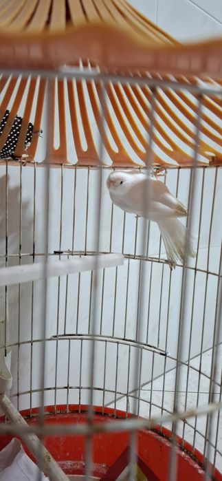 Vendo 2 Canários saudáveis e ativos