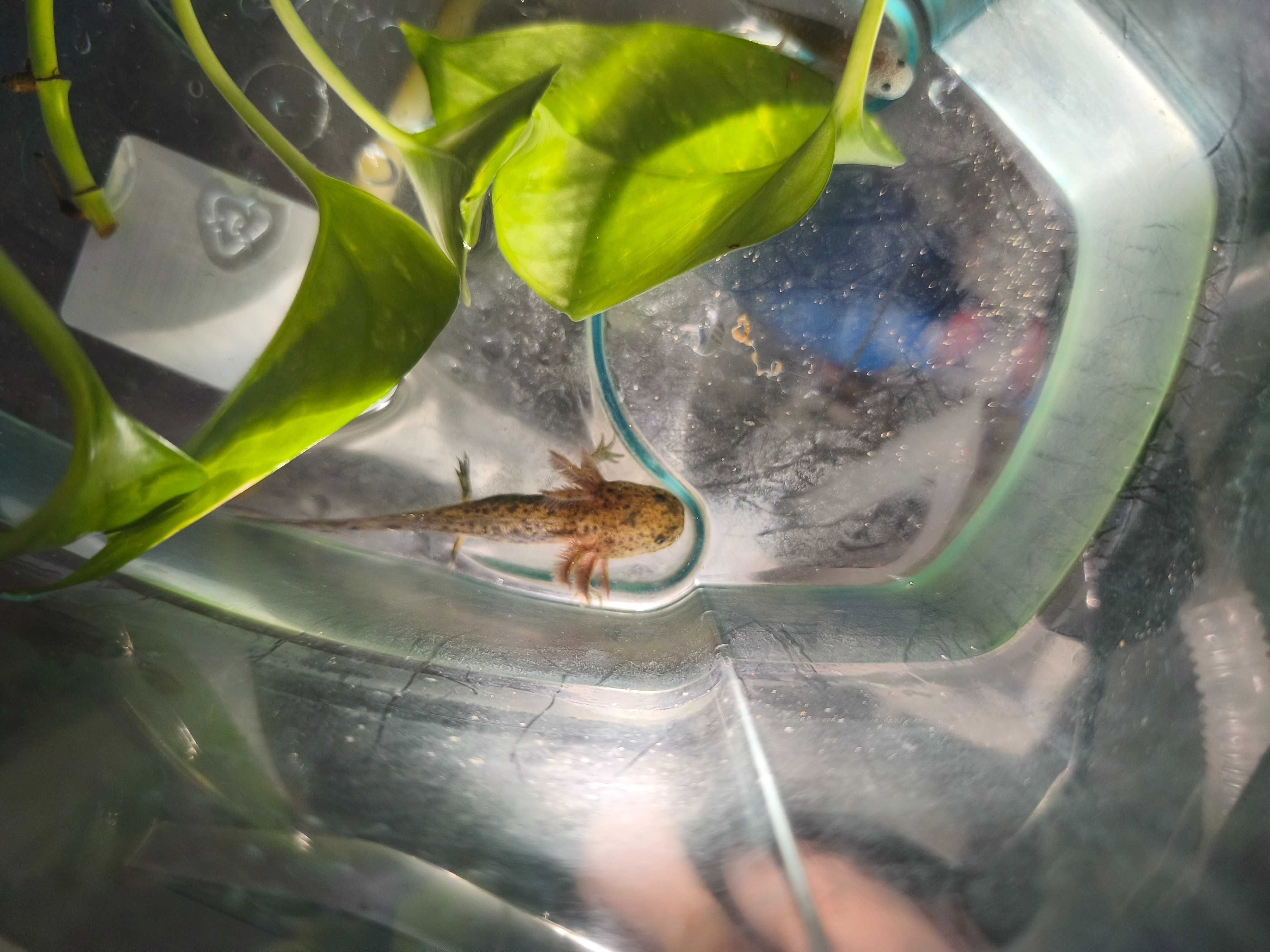 Axolote bebê água fria