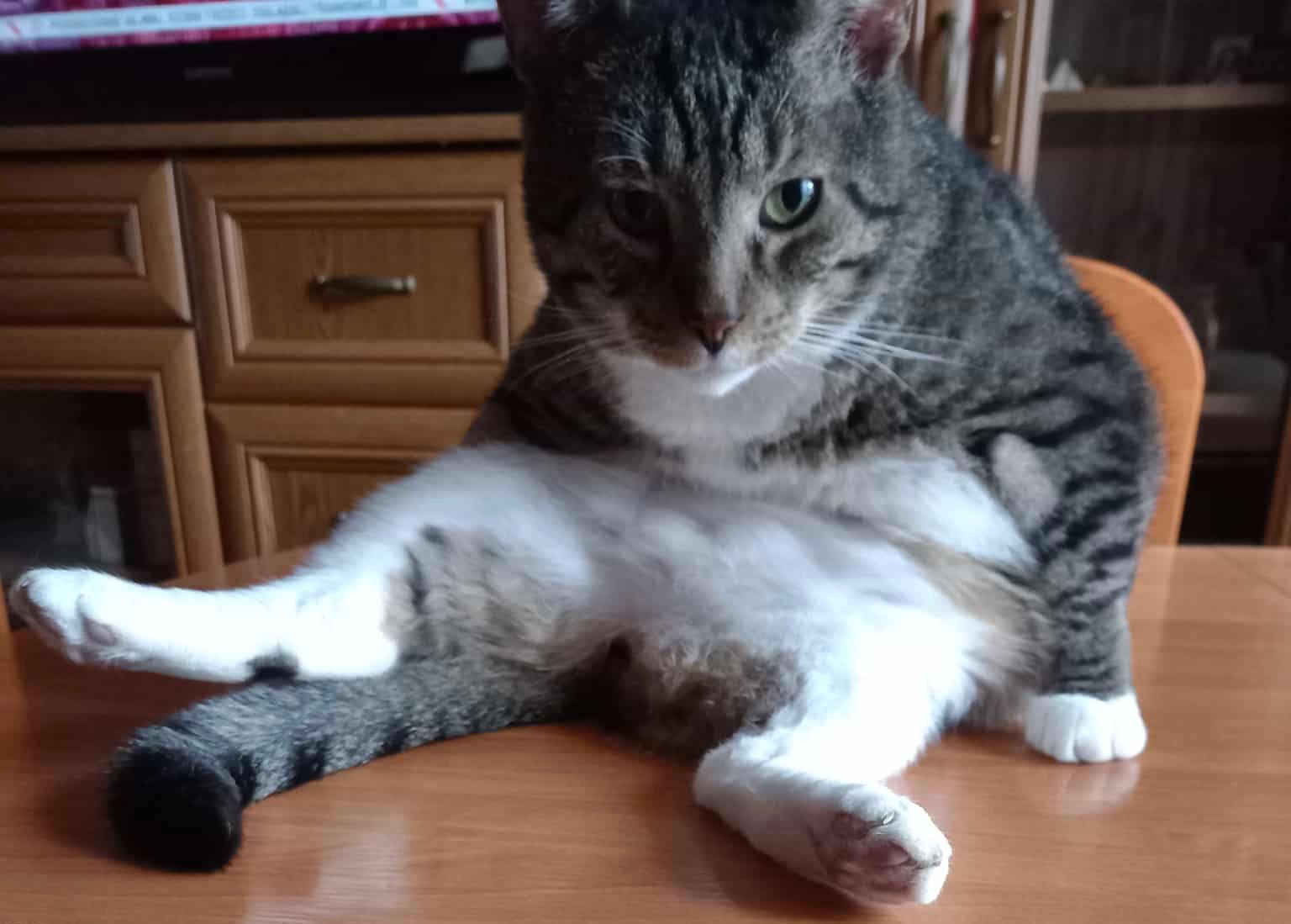 Koty poszukują domu! Koty do adopcji