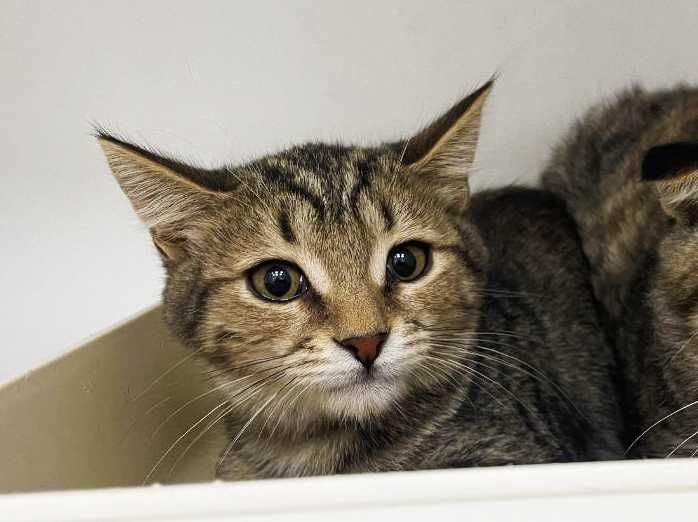 Крошечное сердечко ищет дом! Котенок Кен 4  мес