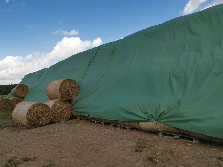 2025 Siano Bele 120 cm