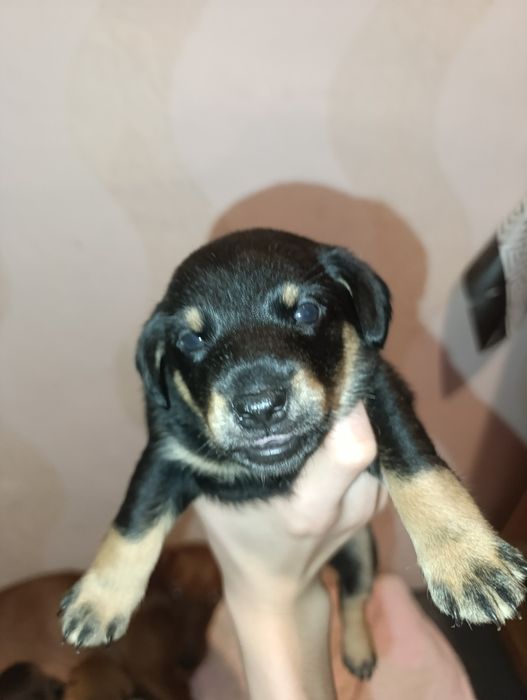 Віддам в добрі руки