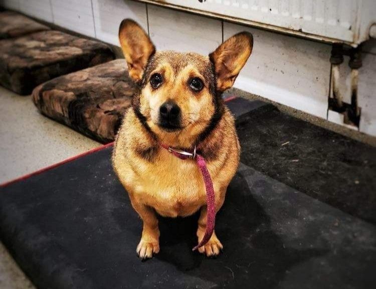 Sunieczki w typie Corgi, po likwidacji schroniska.