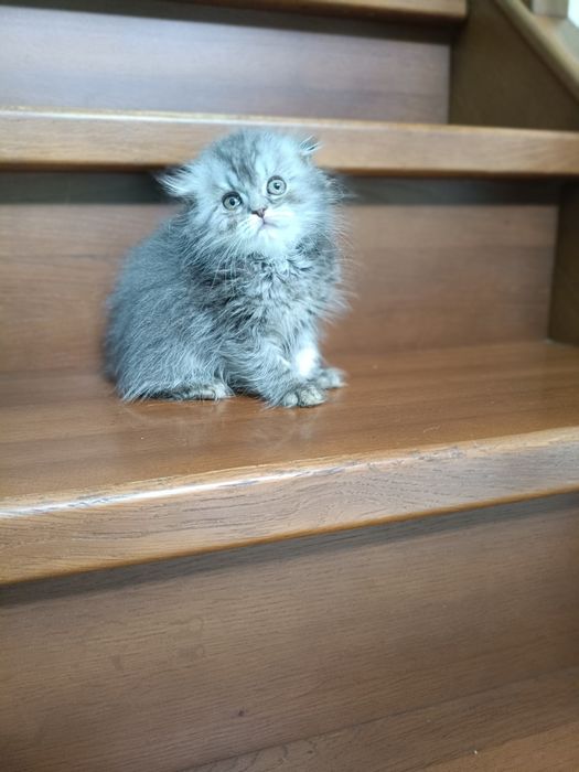 Вислоухий длинношерстный кукленыш ! Одесса!