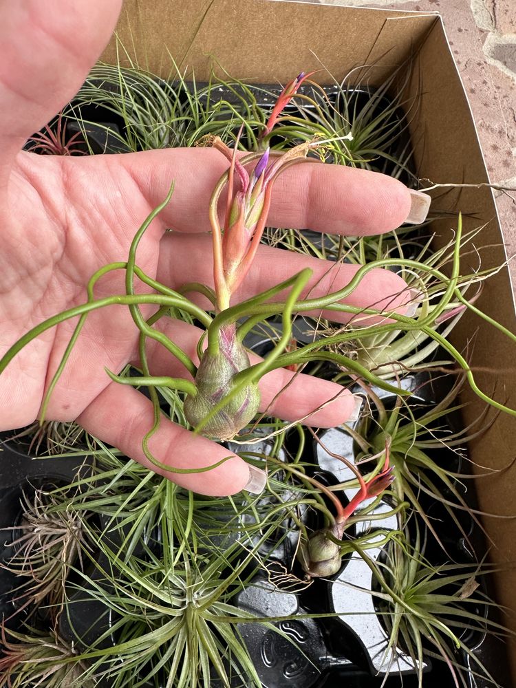 Tillandsia тилландсия intermedia іонанта xerographica уснеевидная