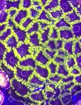 Zoanthus Black Hornet  30 glowek FLUOLAMPS WYSYLKI