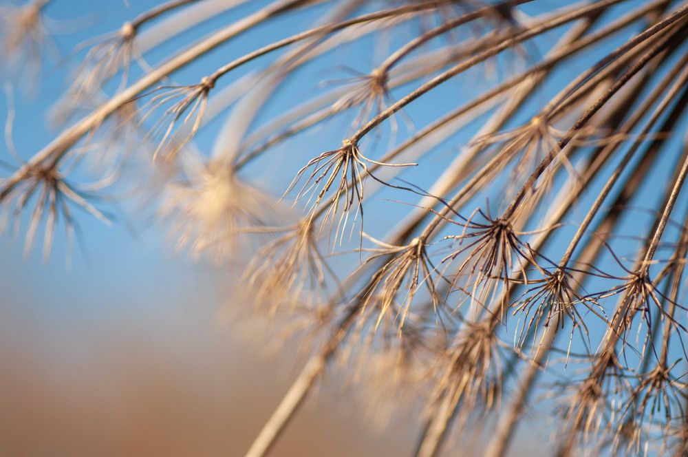 Cosina AF 100mm f/3.5 Macro для Nikon