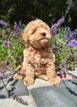 Maltipoo F1 do rezerwacji SUCZKA