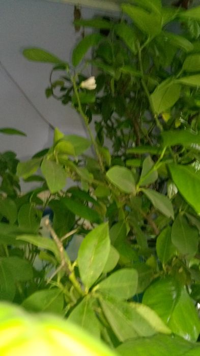 Продам великий лимон